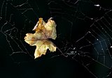 Weinblatt im Spinnennetz