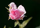 Rosa Polyantha-Rose